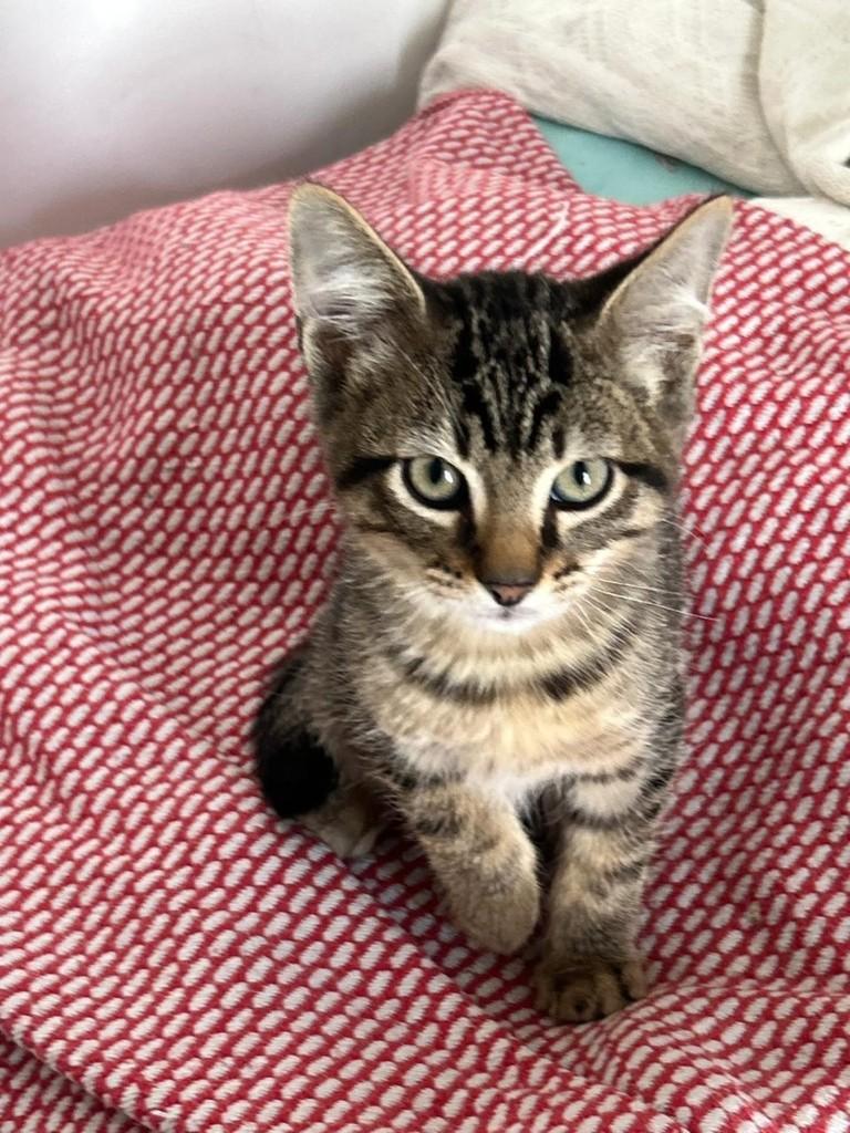 Tigrinho, gato de porte pequeno para adoção em São Paulo - SP