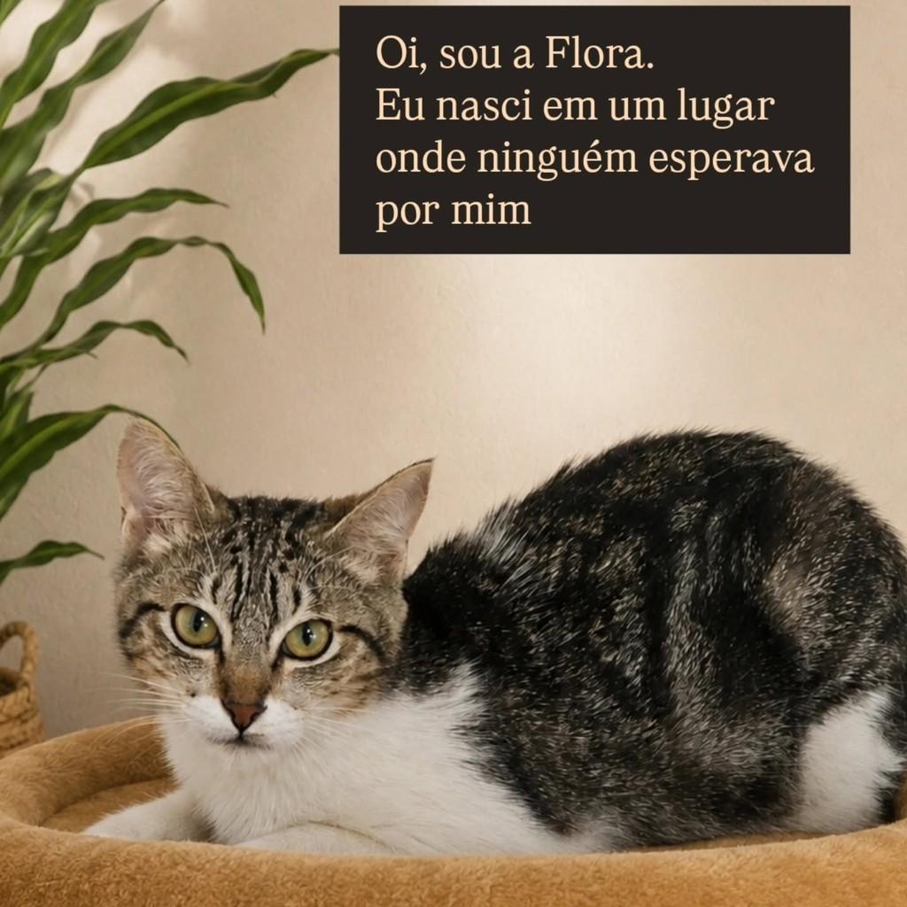 Flora, gato de porte pequeno para adoção em São Paulo - SP