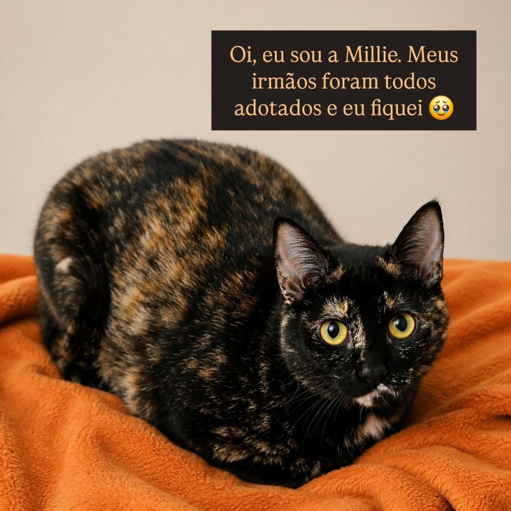 Millie, gata de porte médio para adoção em São Paulo - SP