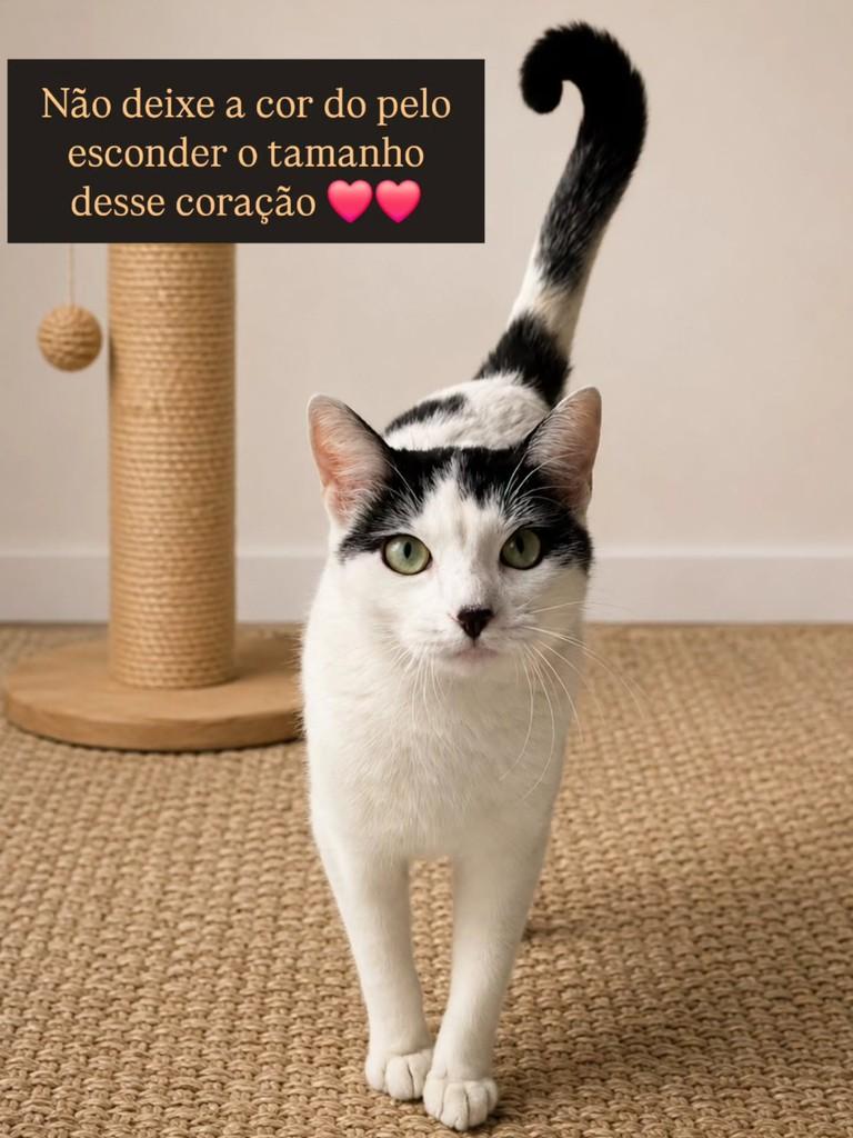 Louis, gato de porte médio para adoção em São Paulo - SP