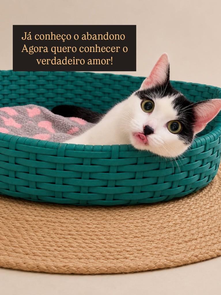 Louis, gato de porte médio para adoção em São Paulo - SP — foto 2 de 3