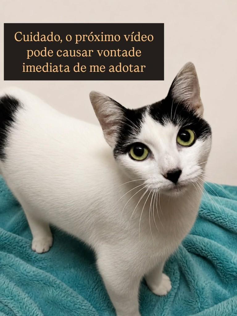 Louis, gato de porte médio para adoção em São Paulo - SP — foto 3 de 3