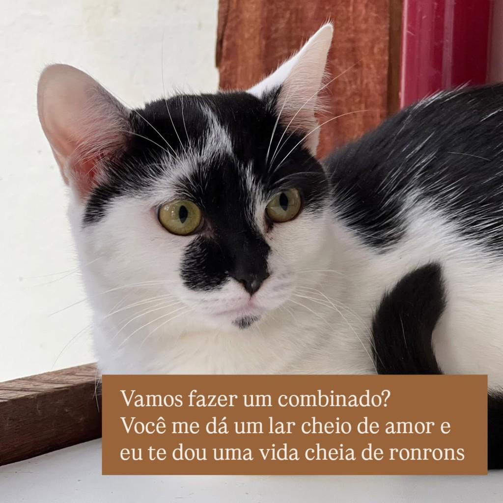 Manjar Branco, gata de porte pequeno para adoção em São Paulo - SP — foto 2 de 2