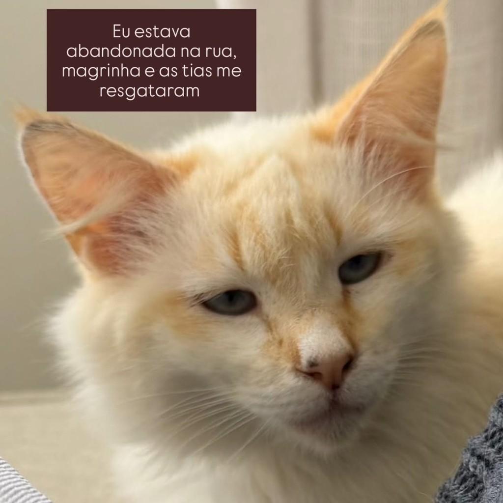 Leona, gata de porte pequeno para adoção em São Paulo - SP