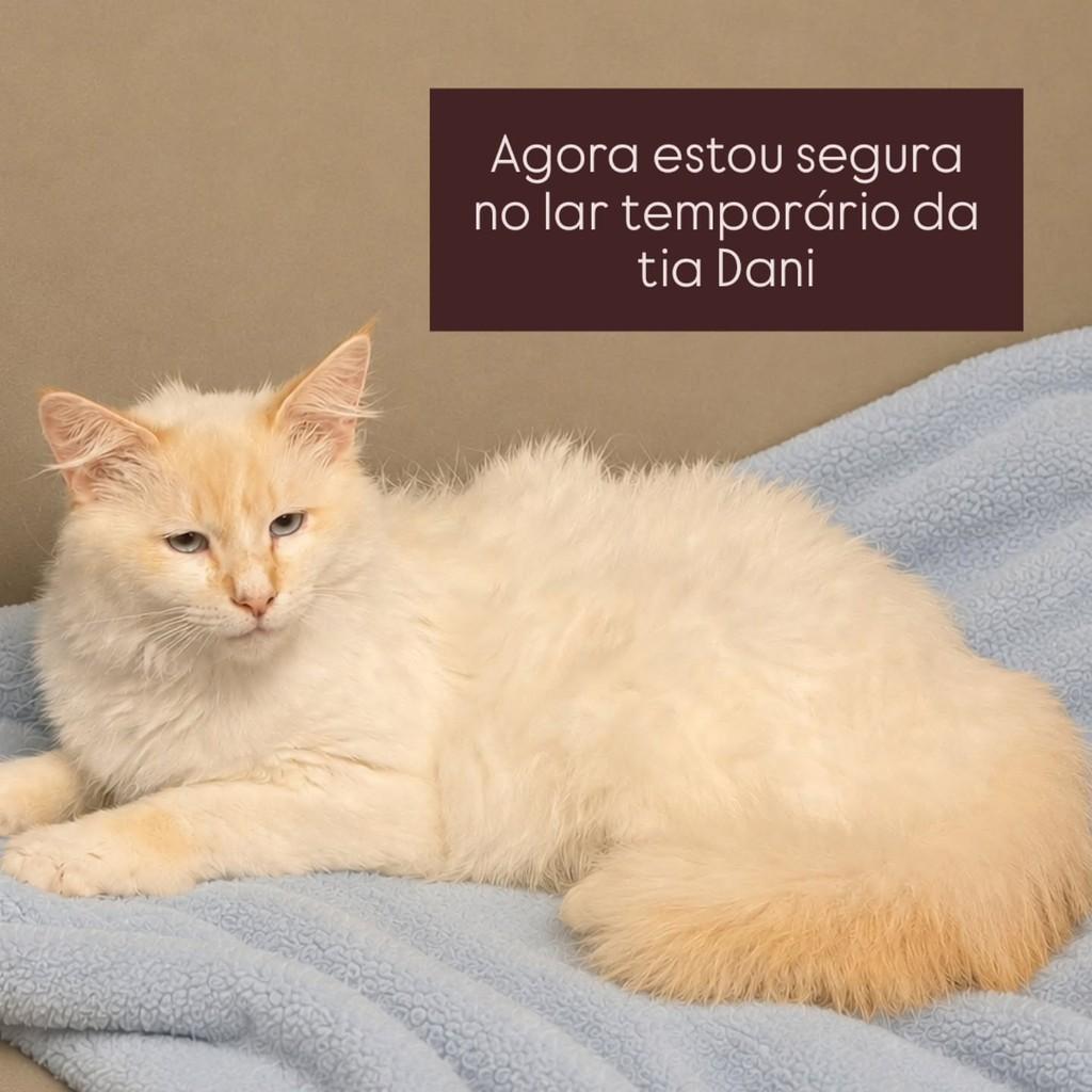 Leona, gata de porte pequeno para adoção em São Paulo - SP — foto 2 de 3
