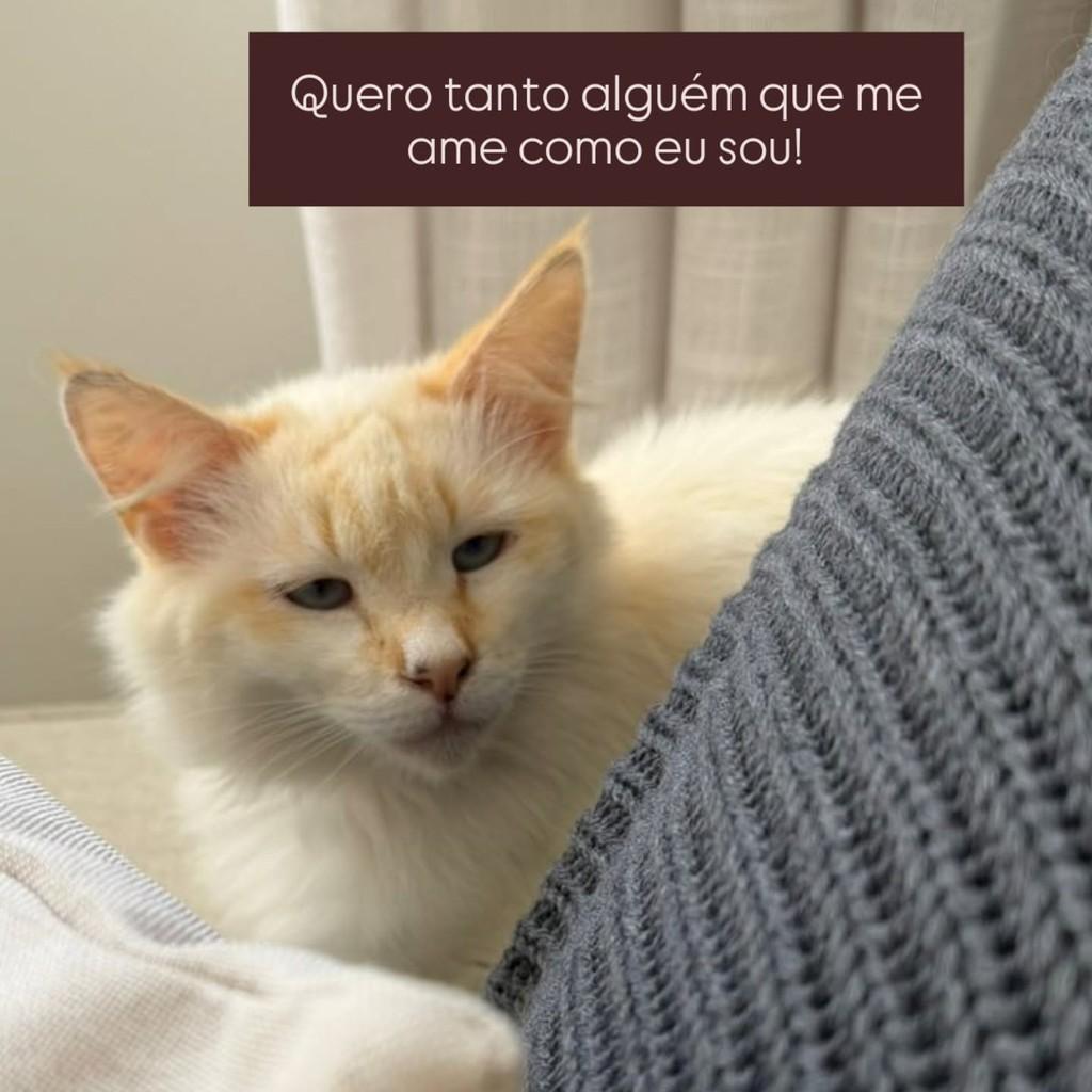 Leona, gata de porte pequeno para adoção em São Paulo - SP — foto 3 de 3