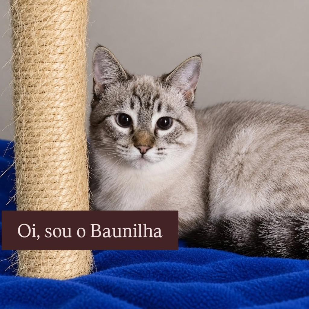 Baunilha, gato de porte pequeno para adoção em São Paulo - SP