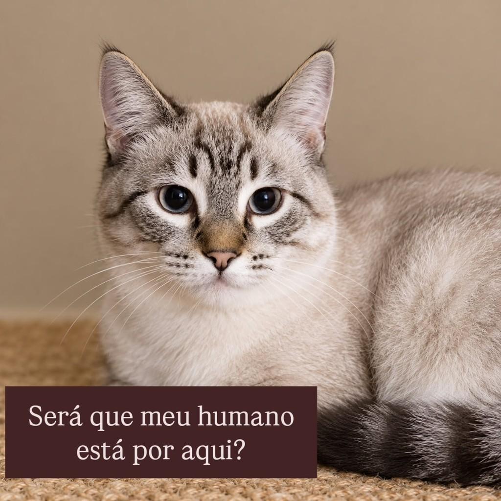 Baunilha, gato de porte pequeno para adoção em São Paulo - SP — foto 3 de 3