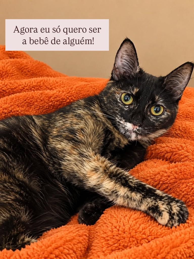 Anne, gata de porte pequeno para adoção em São Paulo - SP — foto 2 de 3