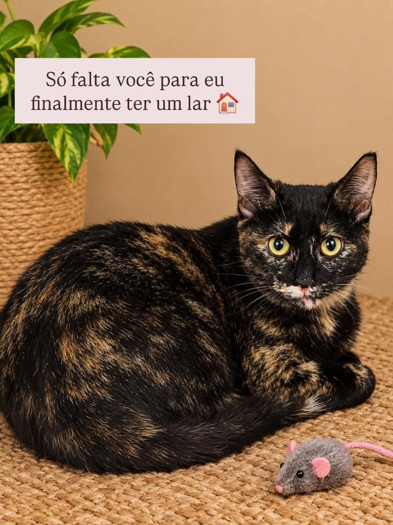 Anne, gata de porte pequeno para adoção em São Paulo - SP — foto 3 de 3