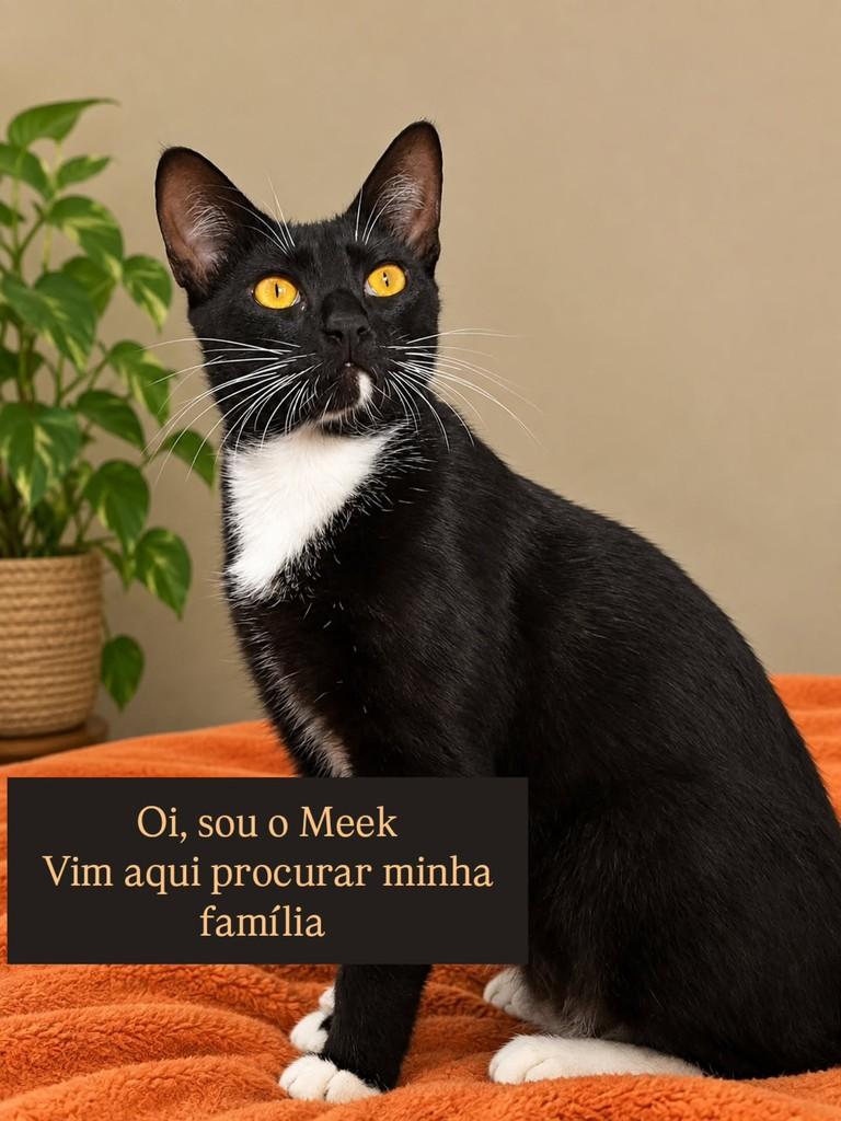 Meek, gato de porte pequeno para adoção em São Paulo - SP