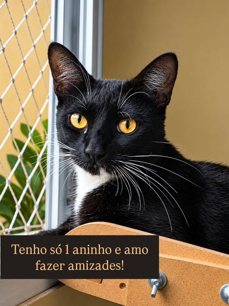 Meek, gato de porte pequeno para adoção em São Paulo - SP — foto 2 de 4