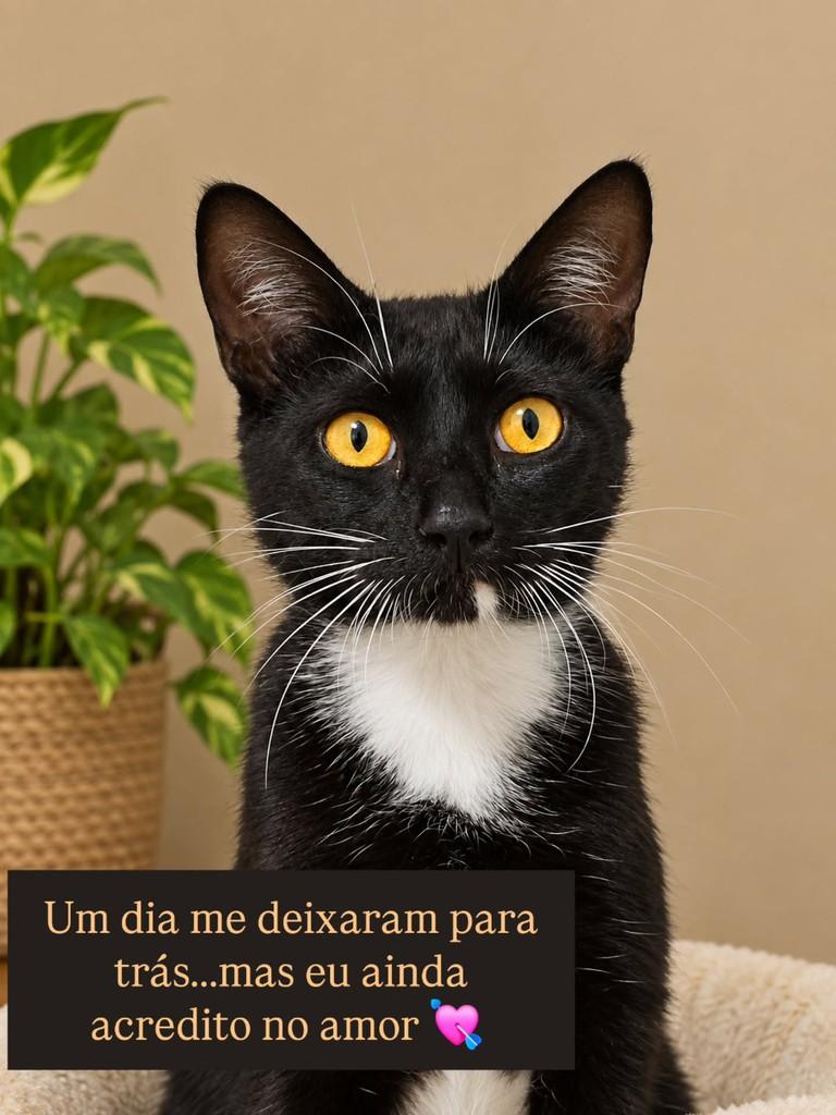 Meek, gato de porte pequeno para adoção em São Paulo - SP — foto 3 de 4