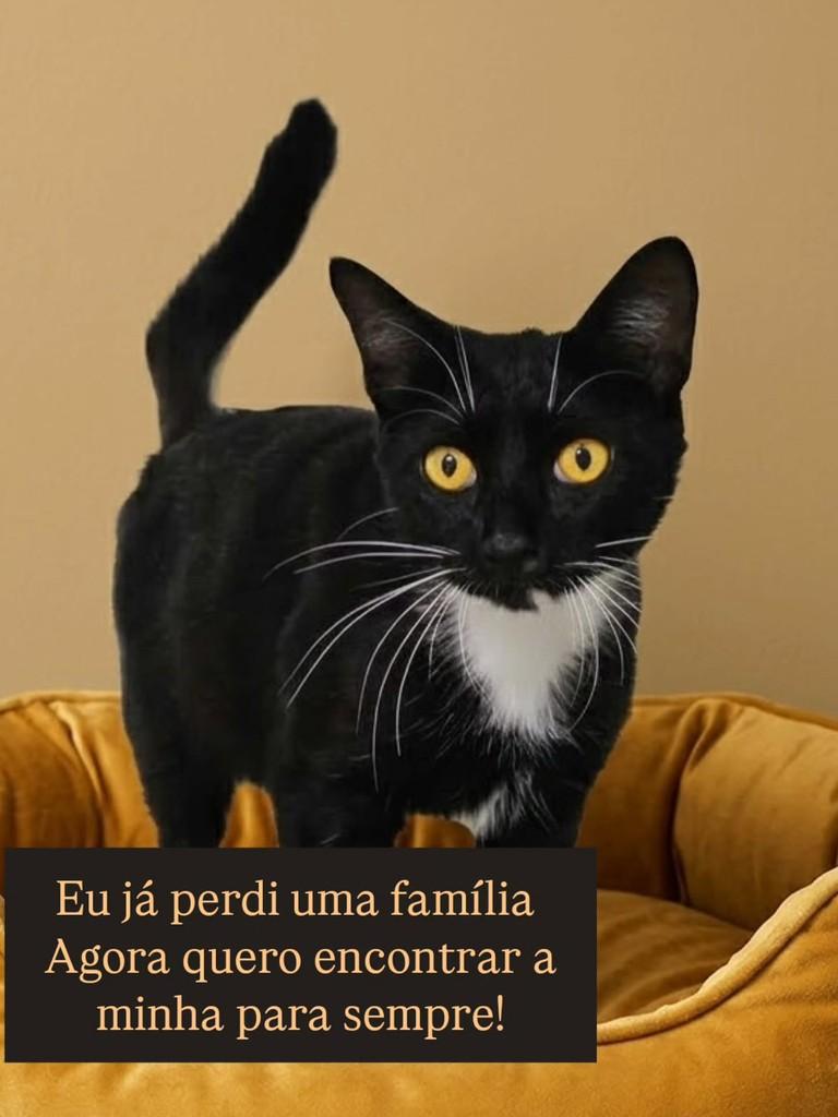 Meek, gato de porte pequeno para adoção em São Paulo - SP — foto 4 de 4