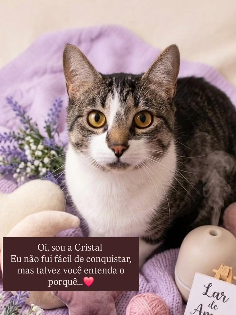 Cristal, gata de porte pequeno para adoção em São Paulo - SP
