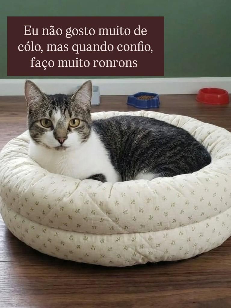 Cristal, gata de porte pequeno para adoção em São Paulo - SP — foto 3 de 4