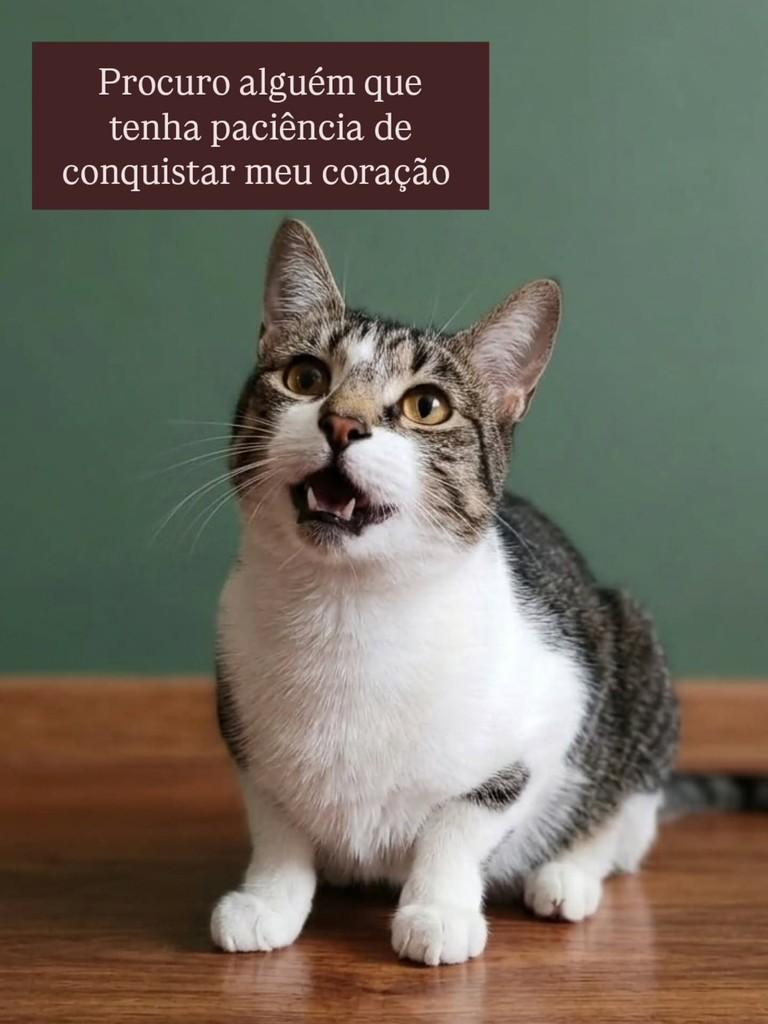 Cristal, gata de porte pequeno para adoção em São Paulo - SP — foto 4 de 4