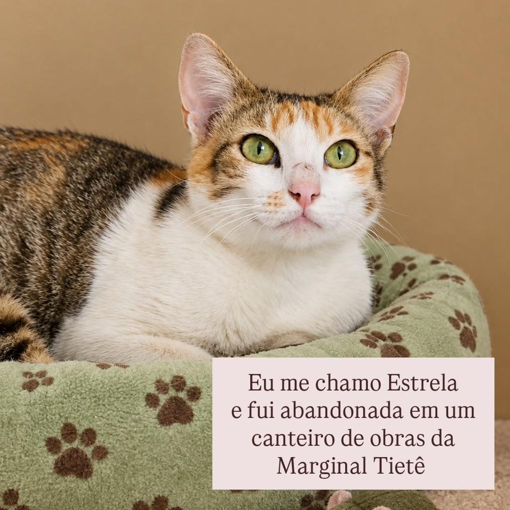Estrela, gata de porte pequeno para adoção em São Paulo - SP