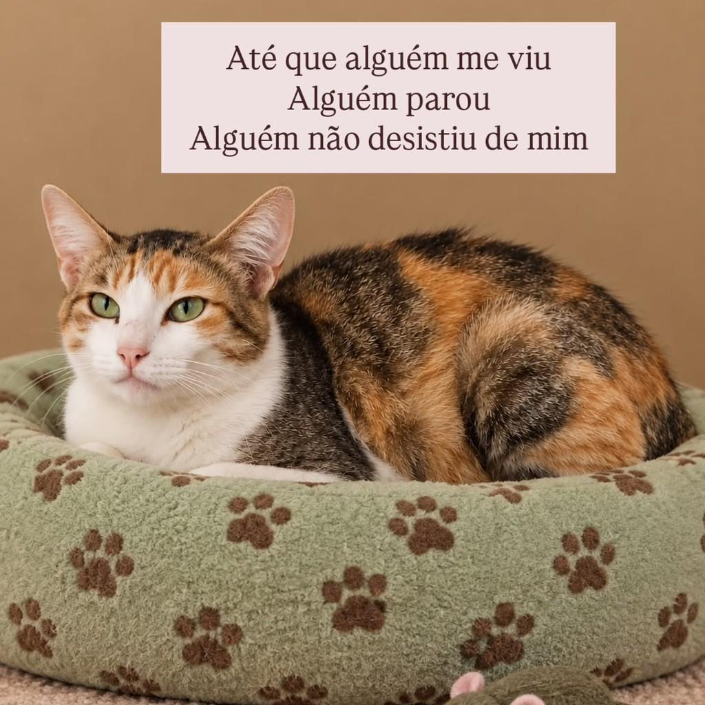 Estrela, gata de porte pequeno para adoção em São Paulo - SP — foto 3 de 4
