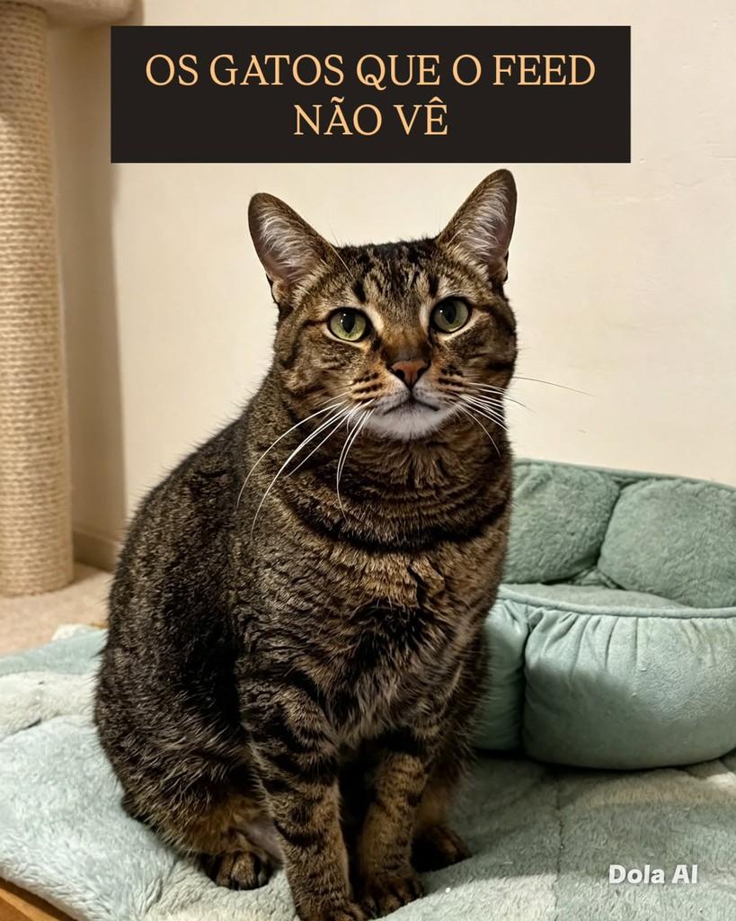 Cícero, gato de porte médio para adoção em São Paulo - SP