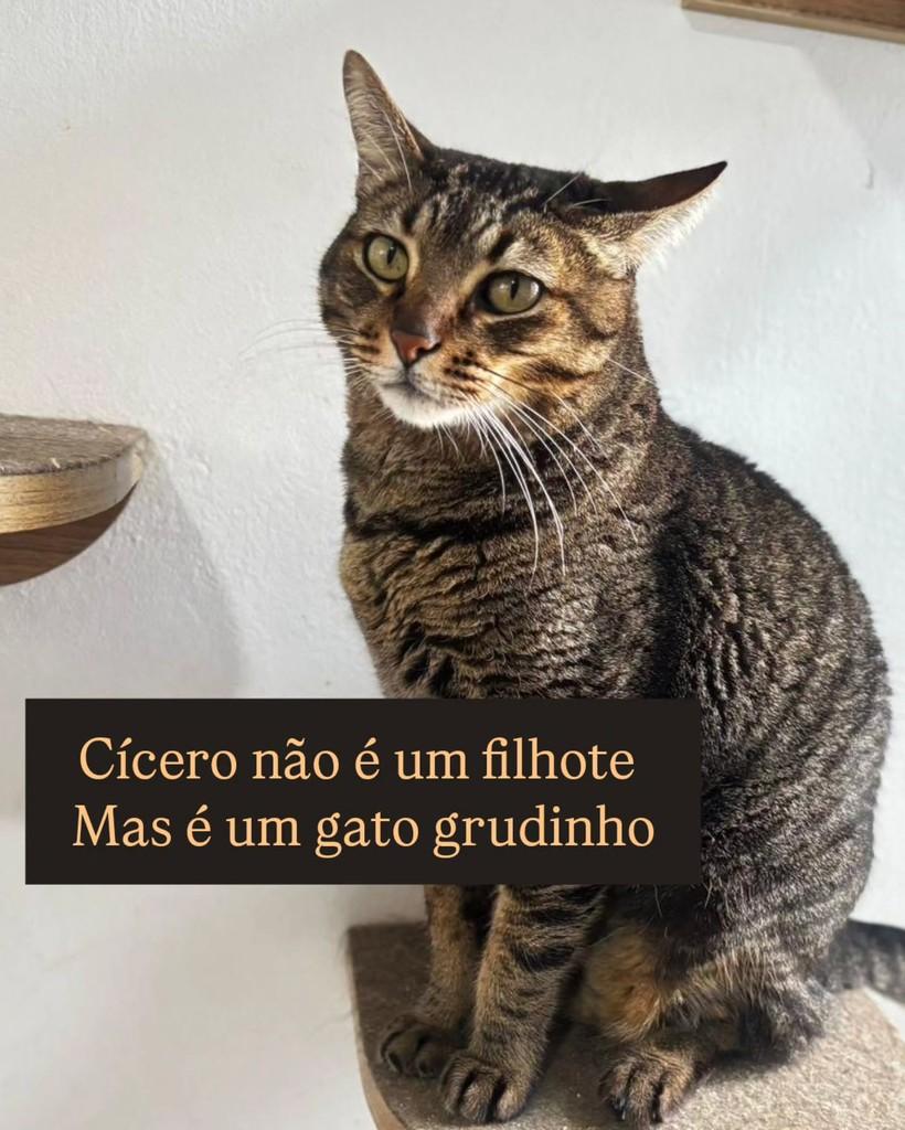 Cícero, gato de porte médio para adoção em São Paulo - SP — foto 2 de 2