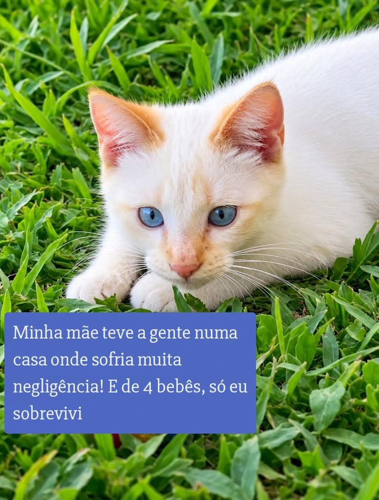 Scarleto, gato de porte pequeno para adoção em São Paulo - SP