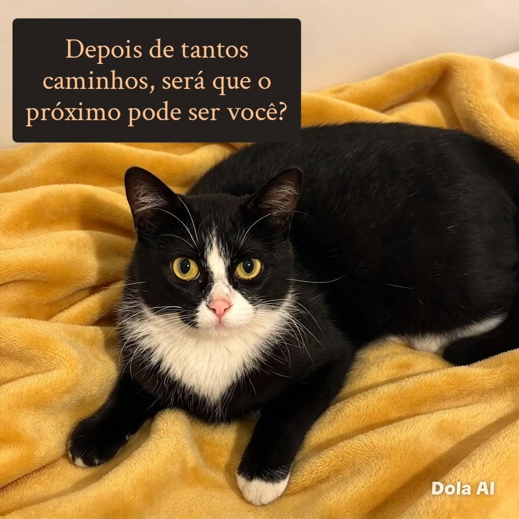 Jade, gata para adoção em São Paulo - SP — foto 4 de 4
