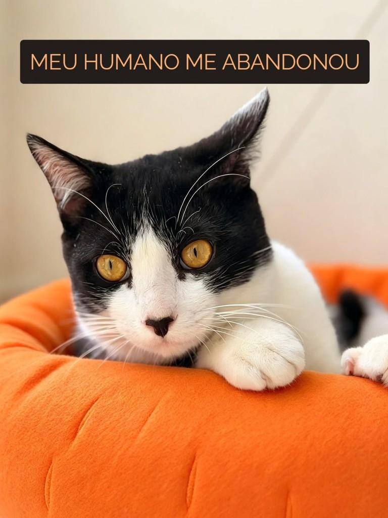 Óreo, gato de porte pequeno para adoção em São Paulo - SP