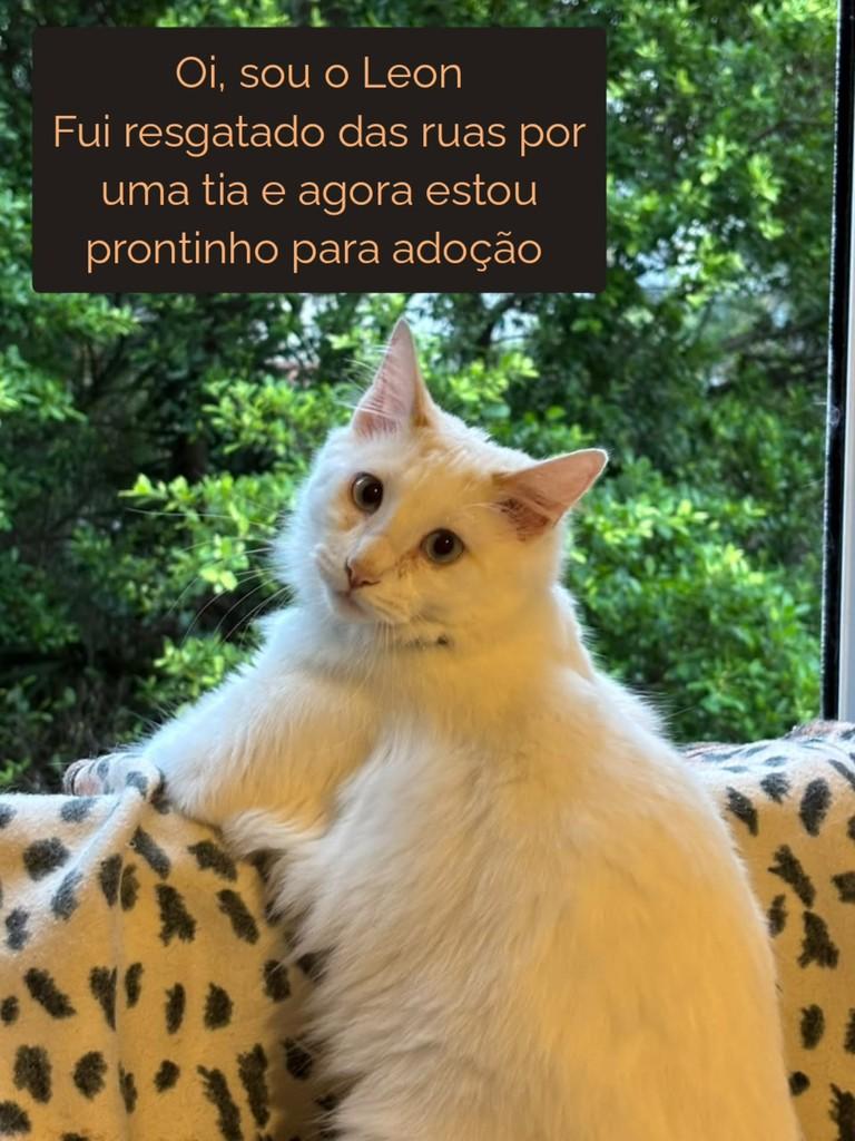 Leon, gato de porte médio para adoção em São Paulo - SP