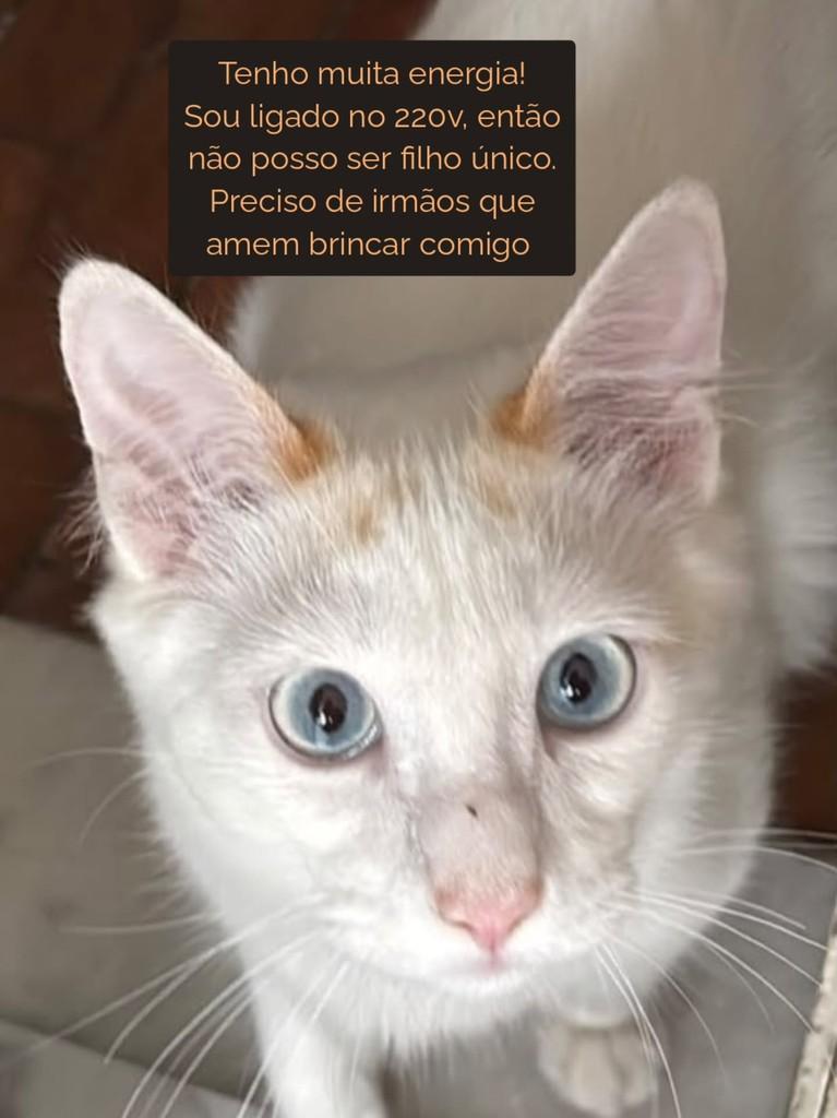 Leon, gato de porte médio para adoção em São Paulo - SP — foto 2 de 2