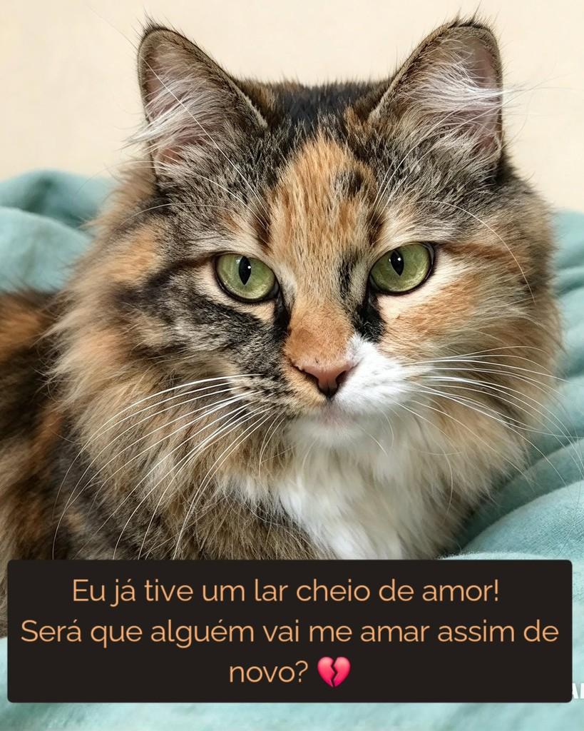 Peluda, gata de porte médio para adoção em São Paulo - SP