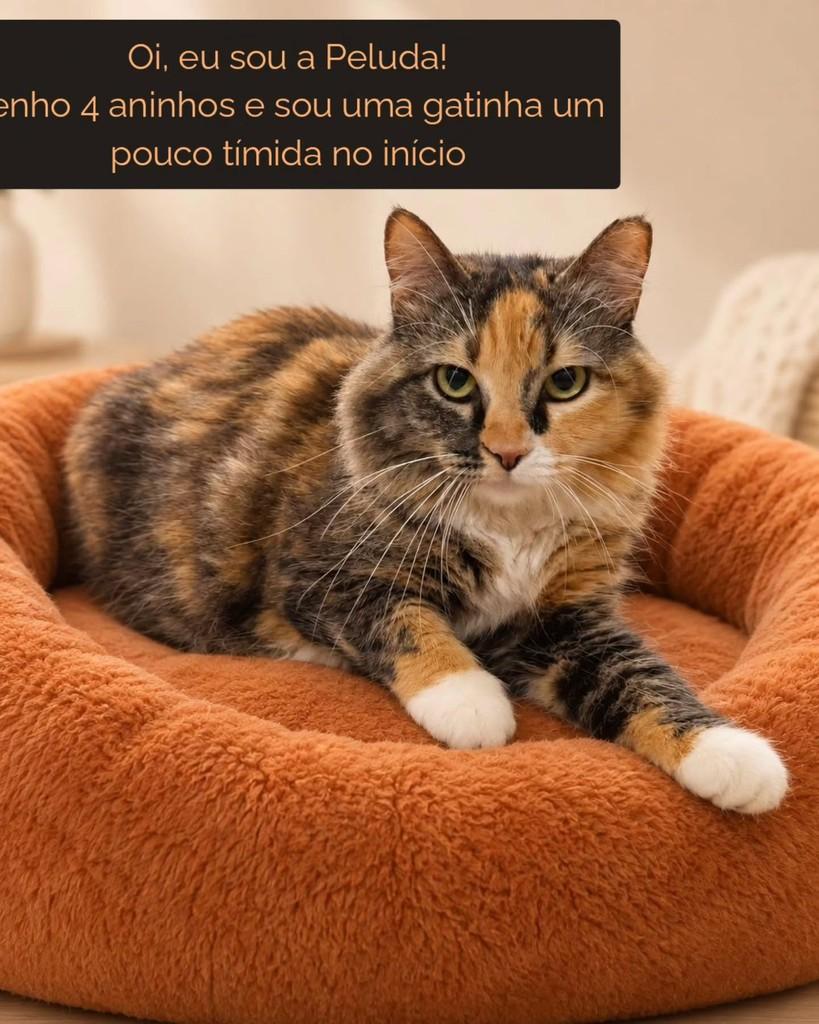 Peluda, gata de porte médio para adoção em São Paulo - SP — foto 2 de 4