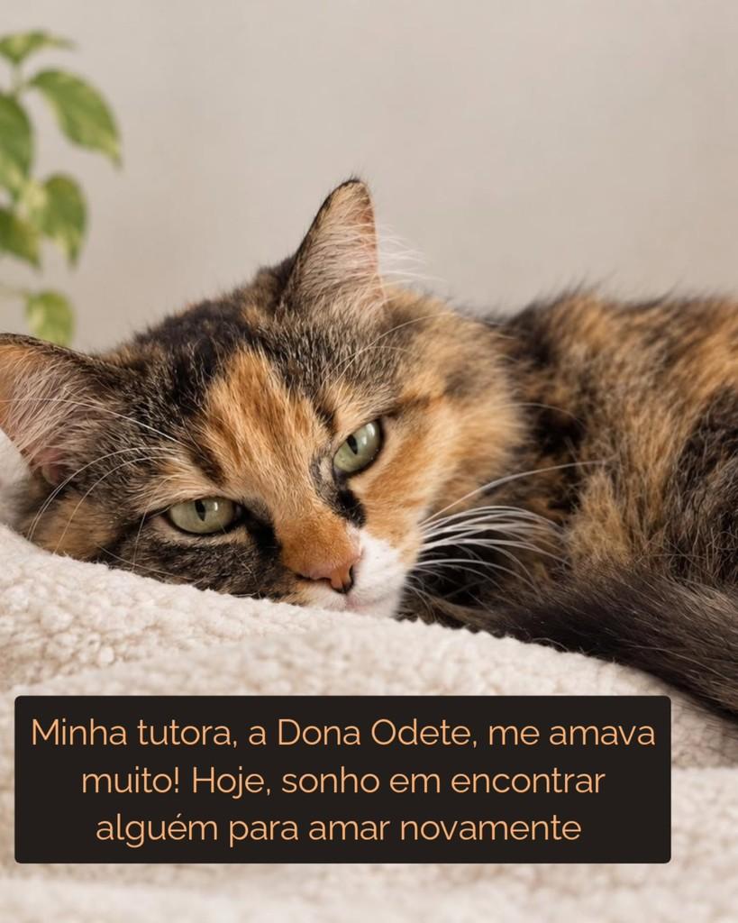 Peluda, gata de porte médio para adoção em São Paulo - SP — foto 3 de 4