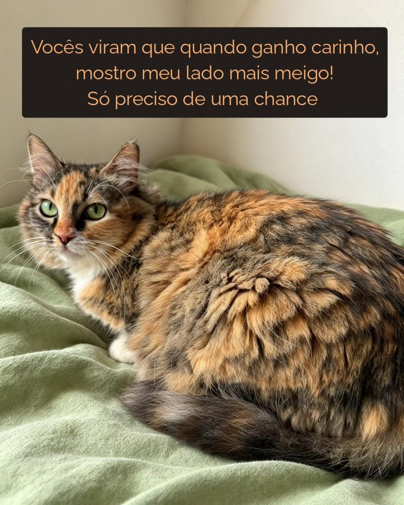 Peluda, gata de porte médio para adoção em São Paulo - SP — foto 4 de 4