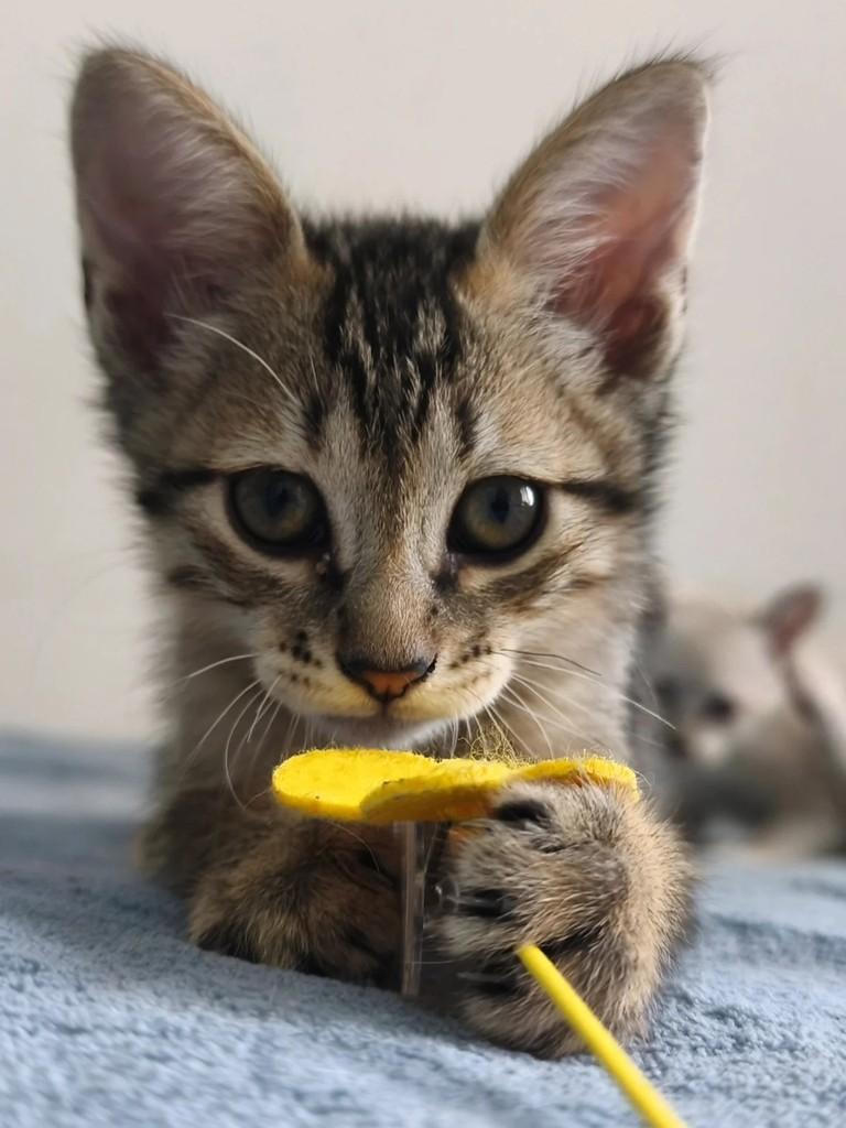 Tupã, gato de porte pequeno para adoção em Santo André - SP