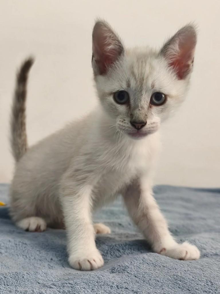 Keru, gato de porte pequeno para adoção em Santo André - SP