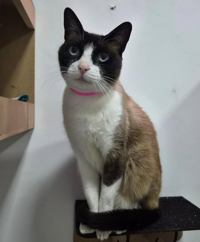 Crystal, gata de porte médio para adoção em Santo André - SP