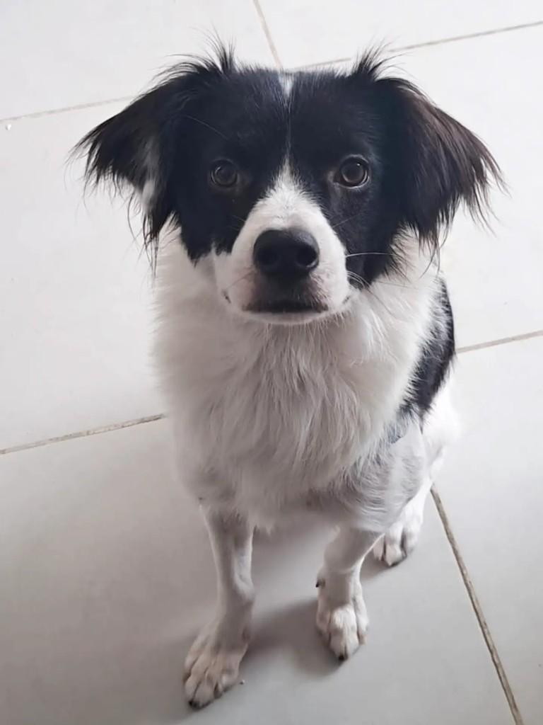 Chammy, cadela de porte médio para adoção em São Paulo - SP