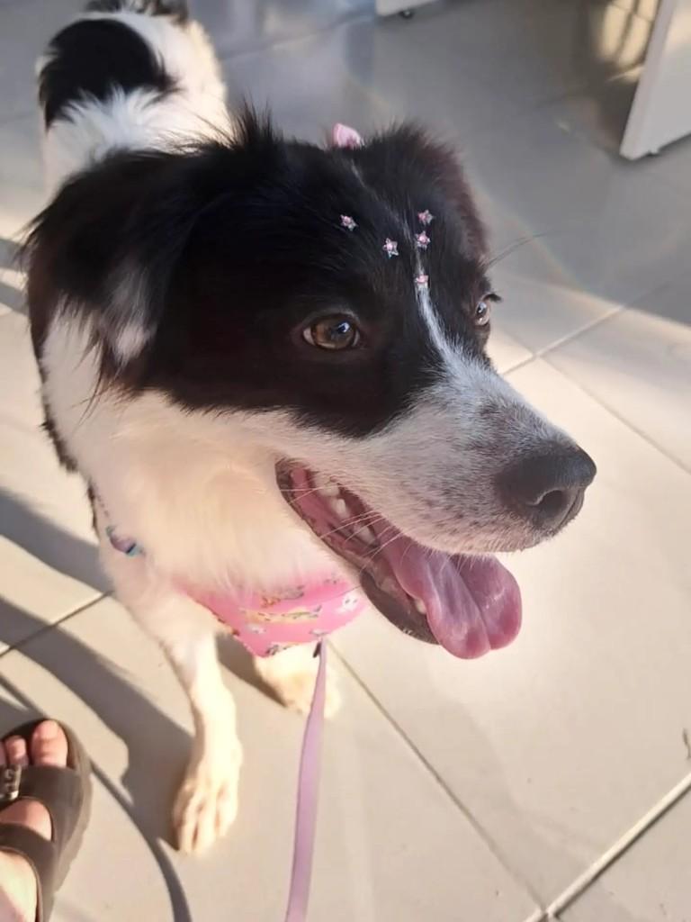 Chammy, cadela de porte médio para adoção em São Paulo - SP — foto 2 de 8