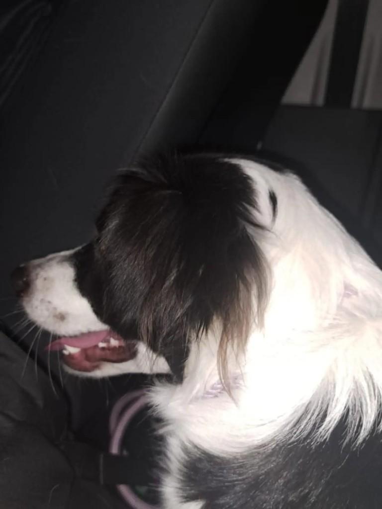 Chammy, cadela de porte médio para adoção em São Paulo - SP — foto 5 de 8
