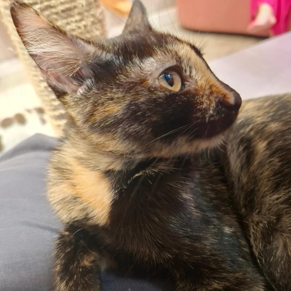Glitter, gata de porte médio para adoção em Rio de Janeiro - RJ