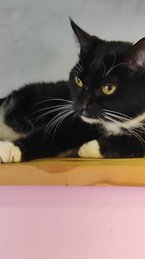 Sabrina, gata de porte médio para adoção em Rio de Janeiro - RJ