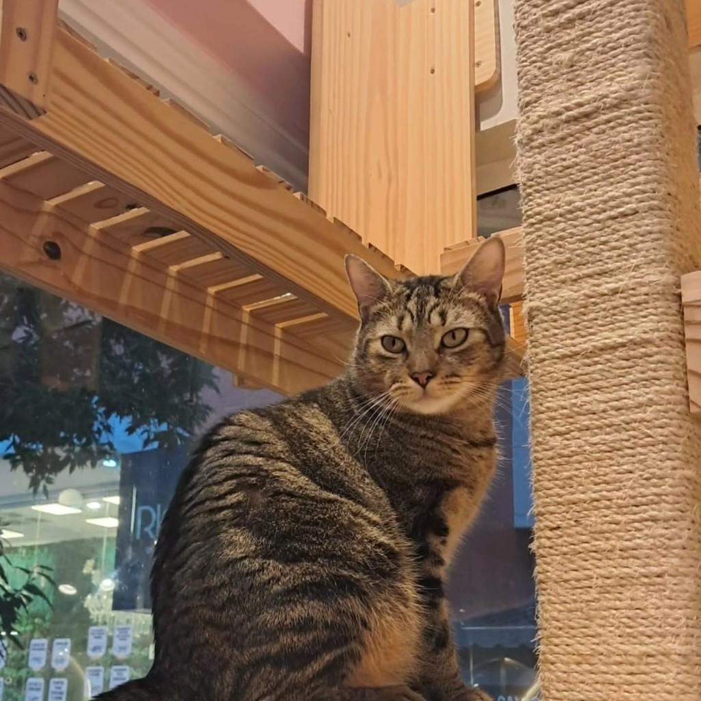 Buchanan's, gato de porte pequeno para adoção em Rio de Janeiro - RJ