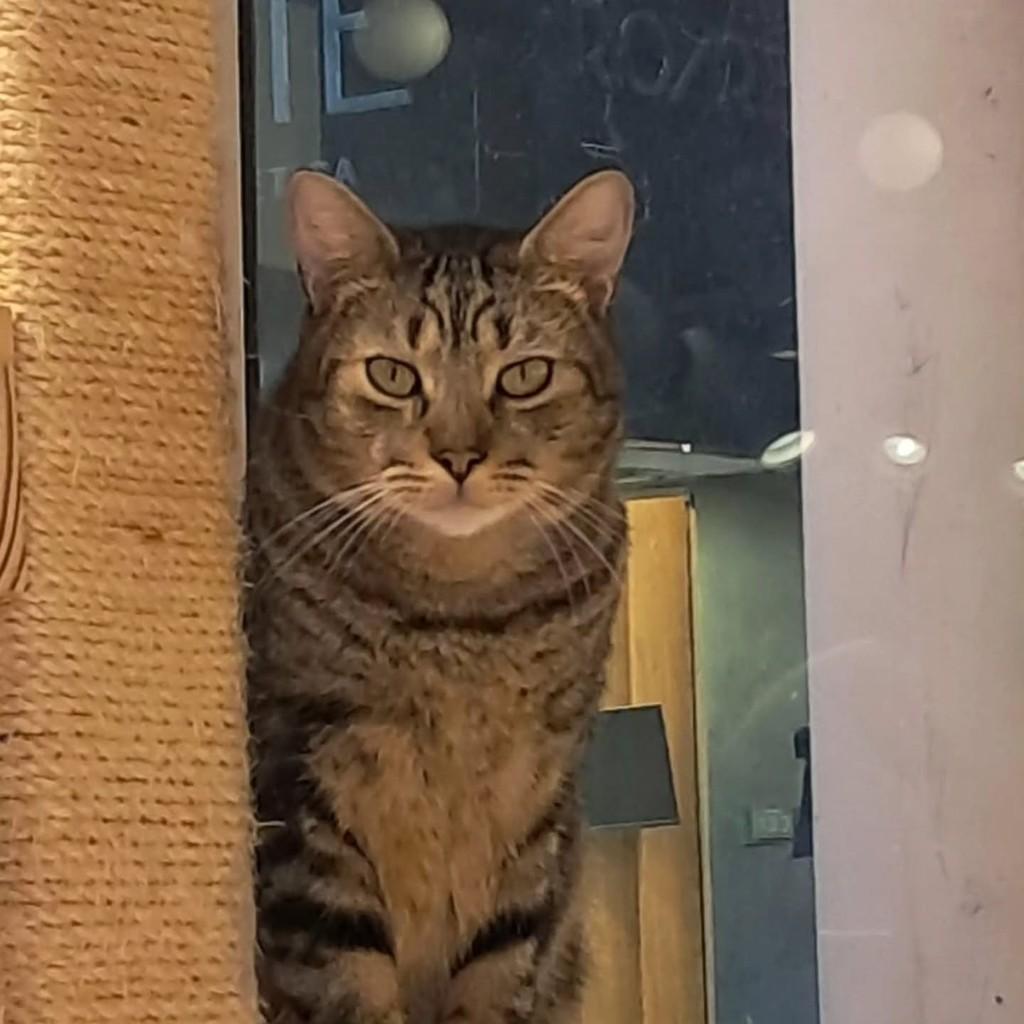 Buchanan's, gato de porte pequeno para adoção em Rio de Janeiro - RJ — foto 2 de 2