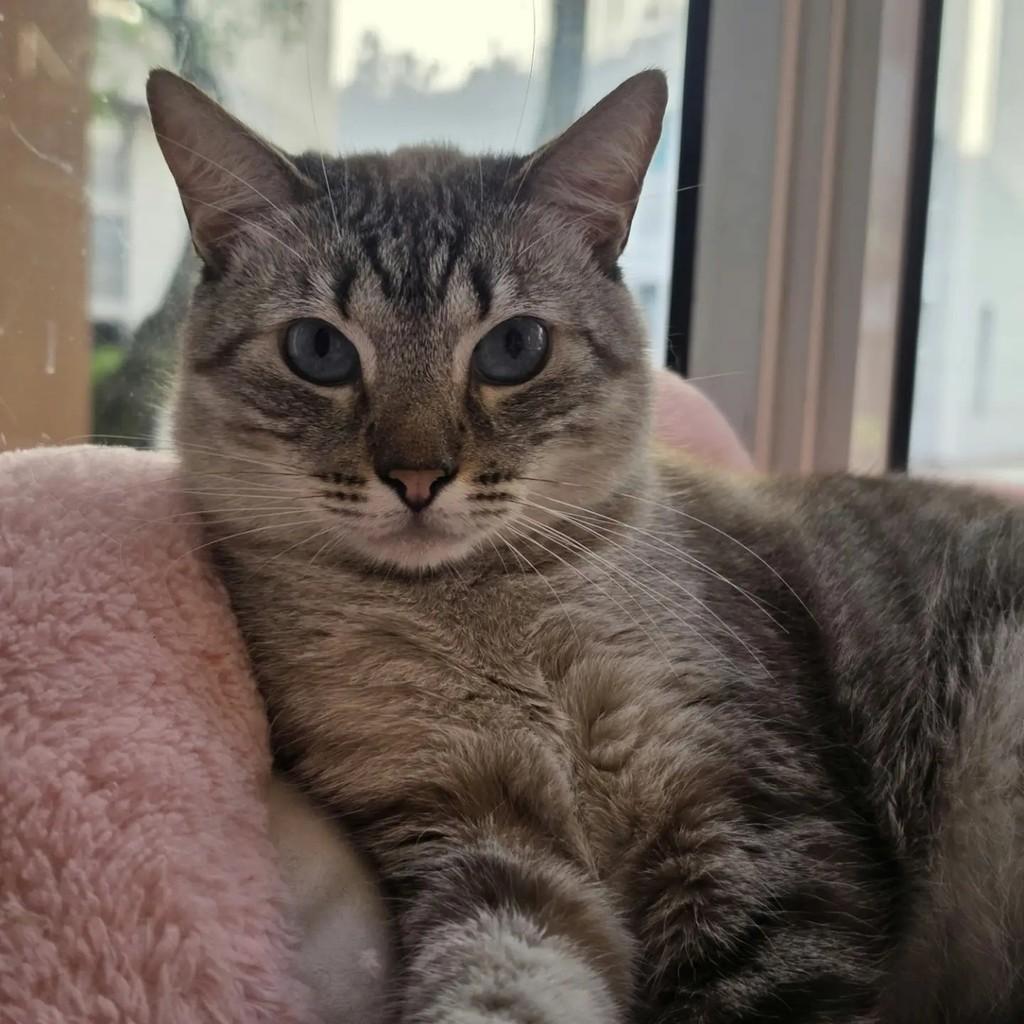 Anthony, gato de porte médio para adoção no Rio de Janeiro - RJ