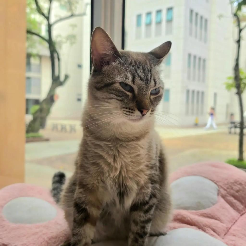 Anthony, gato de porte médio para adoção no Rio de Janeiro - RJ — foto 2 de 4