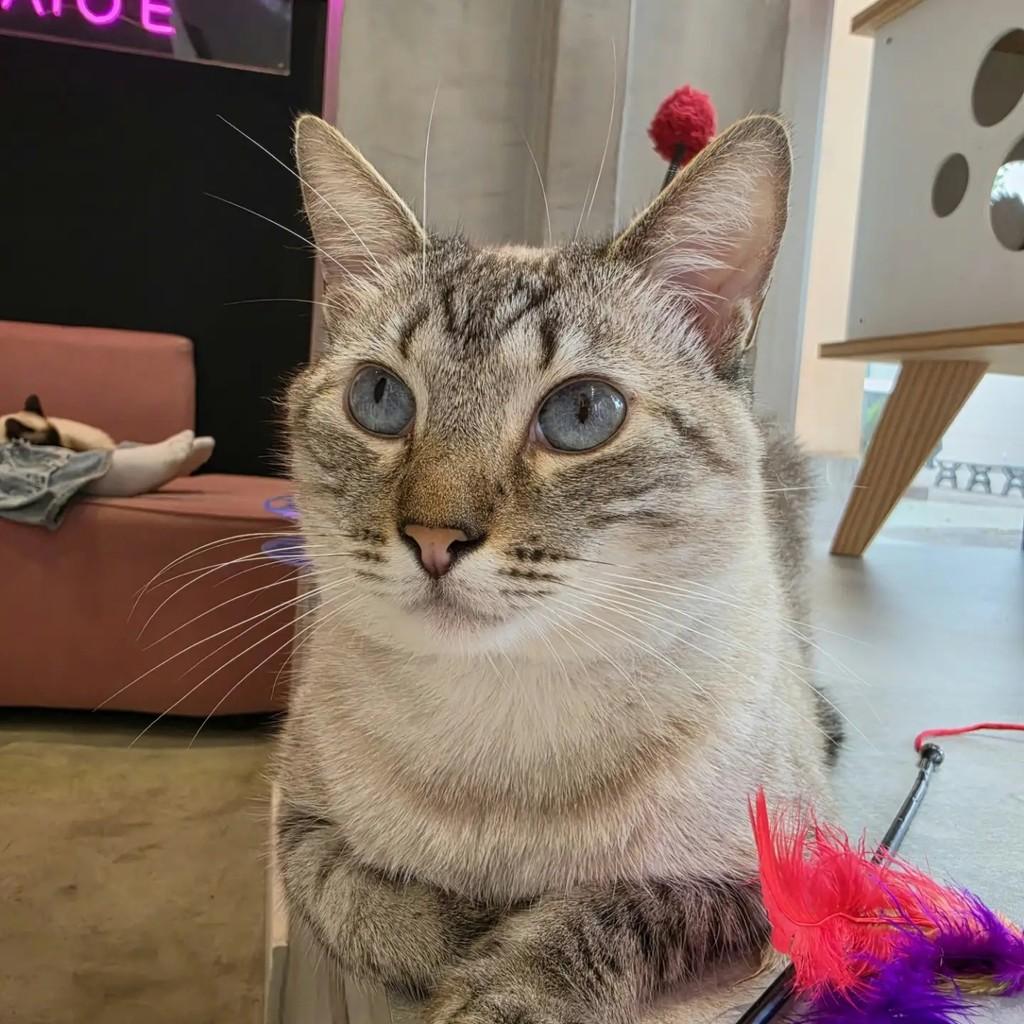 Anthony, gato de porte médio para adoção no Rio de Janeiro - RJ — foto 3 de 4