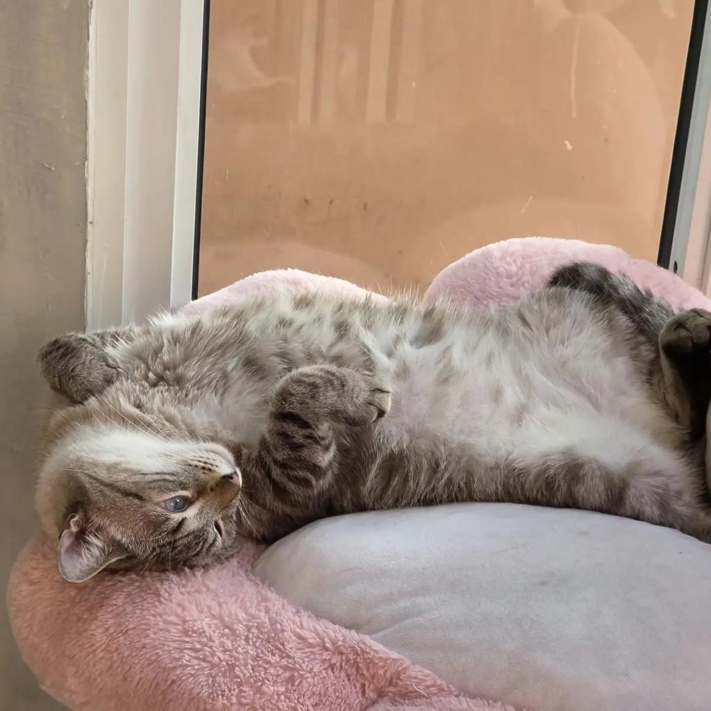 Anthony, gato de porte médio para adoção no Rio de Janeiro - RJ — foto 4 de 4