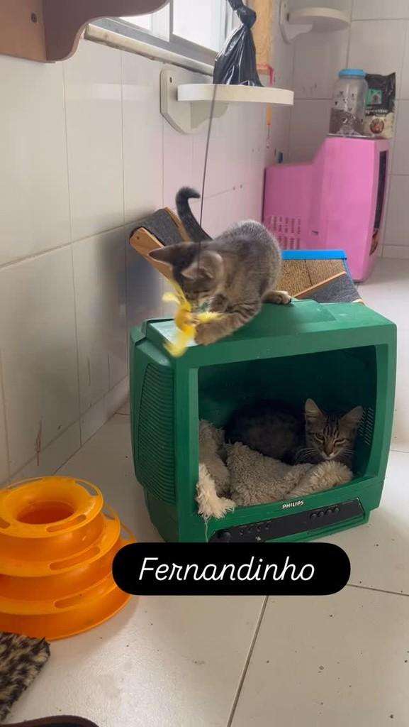 Fernandinho, gato de porte pequeno para adoção em Rio de Janeiro - RJ