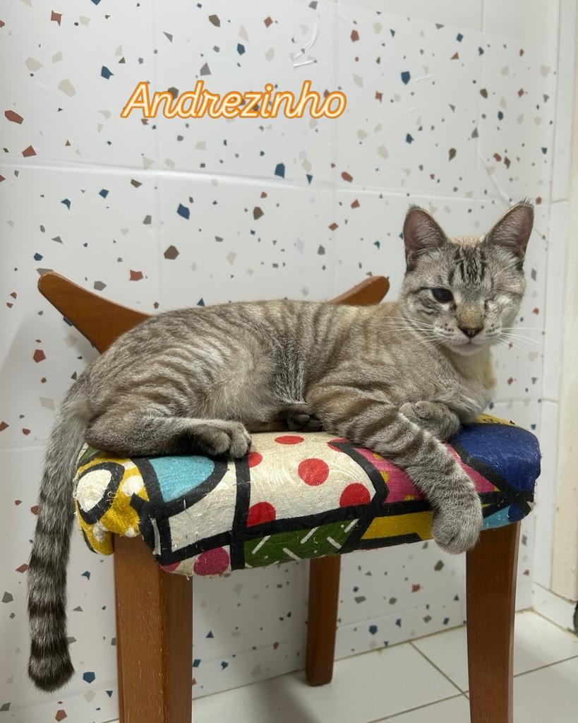 Andrezinho, gato de porte pequeno para adoção em Rio de Janeiro - RJ